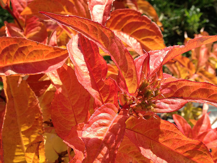 Diervilla, Kodiak Orange Switzer Landscaping & Nursery