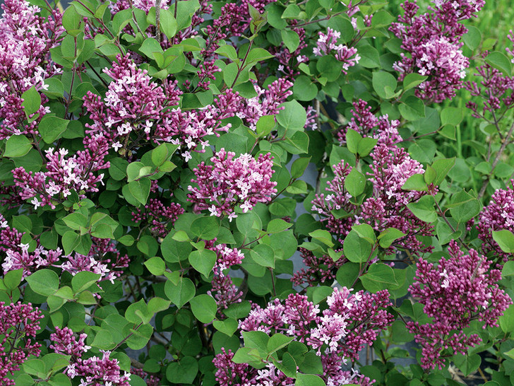 淡紫色的bloomerang矮人紫色switzer园林绿化苗圃365bet安全上网导航 谁有bet360的网址 Bet体育外围