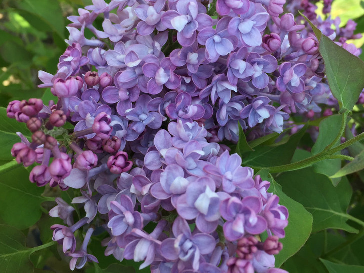 Lilac, Scentara Double Blue - Switzer Landscaping & Nursery