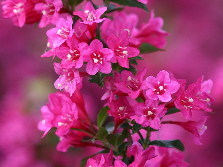 Sonic Bloom® Pink Weigela florida 'Bokrasopin' - Reblooming
Image Courtesy Proven Winners, LLC