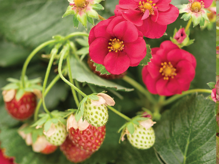 Strawberry, Berried Treasure Red - Switzer Landscaping & Nursery