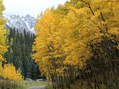 Aspen, Quaking