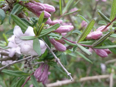 Honeysuckle, Syringantha