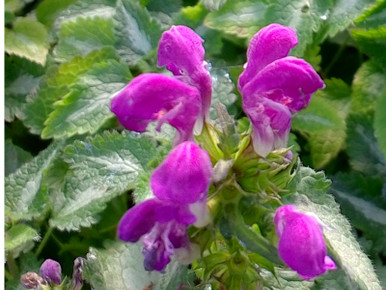Lamium, Purple Dragon (Spotted Dead Nettle)