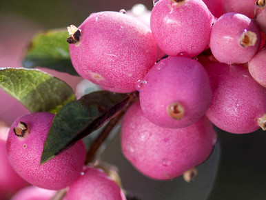 kamerian Māra　BERRY BERRY PINK ソフビ kamerian Māra BERRY BERRY PINK ソフビ kamerian Māra BERRY