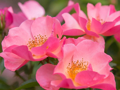 Shrub Rose, All the Rage - Switzer Landscaping & Nursery
