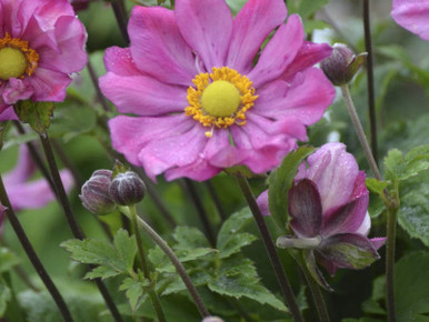 Anemone, Curtain Call Deep Rose - Switzer Landscaping & Nursery