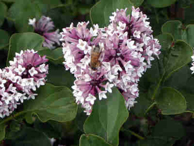 Lilac, Baby Kim - Switzer Landscaping & Nursery