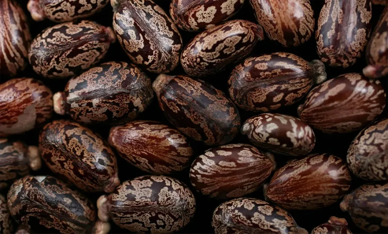 Castor beans