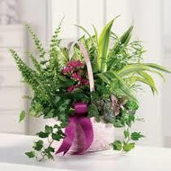 PLANT AND FLOWER CARE TIPS PLANT AND FLOWER CARE TIPS