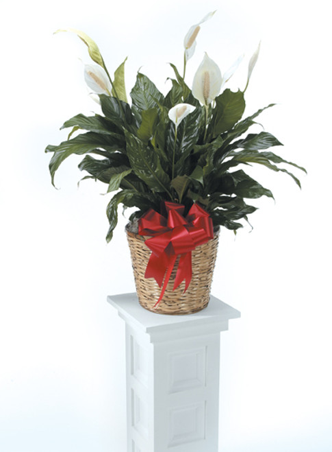 CLASSIC PEACE LILY PLANT