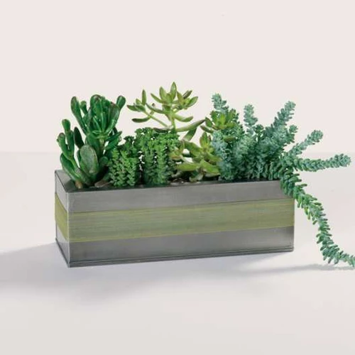 SUCCULENTSS PLANT GARDEN