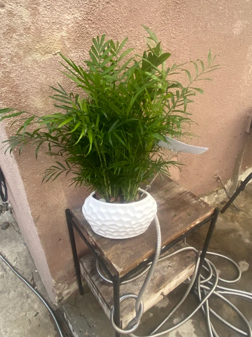 SYMPATHY PALM PLANT