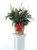 PEACE LILY PLANT FOR SYMPATHY- MEDIUM- CHOOSE BOW COLOR