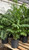 PEACEFUL PALM PLANT