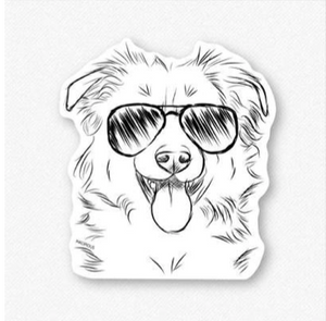 Border Collie-Tucker with Aviators