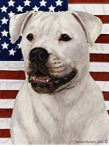 American Bulldog, white American Bulldog, white