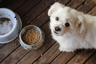 Feed Your Dog A Variety Of Dog Foods