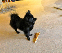 Cowboy Needs A Home! Cowboy Needs A Home!