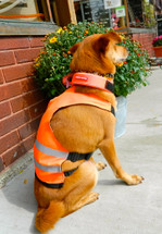 High Visibility Vest-The BEST During Hunting Season, Especially! High Visibility Vest-The BEST During Hunting Season, Especially!