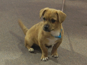 Chili Is Our Shelter Dog Of The Day Chili Is Our Shelter Dog Of The Day