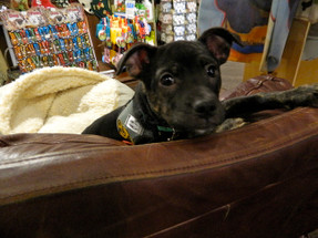 Danny Glover Needs A Home! Danny Glover Needs A Home!