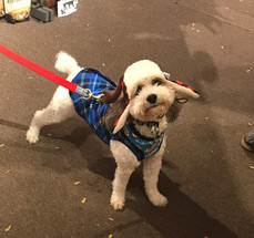 Dog Coats Are A Must Have For Michigan Life Dog Coats Are A Must Have For Michigan Life