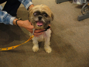 Shelter Dog Parade Today In Downtown SoHa! Shelter Dog Parade Today In Downtown SoHa!