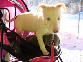 Aww, the beautiful Betty White is looking for a forever home!  Aww, the beautiful Betty White is looking for a forever home!