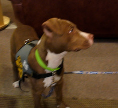 Nancy Kerrigan Is Competing For An Adoption Family! Nancy Kerrigan Is Competing For An Adoption Family!