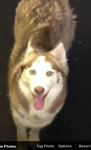 Katara Has Been Found By Her Owners! Katara Has Been Found By Her Owners!