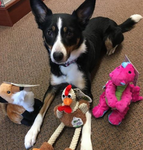 Leap Reviews The GoDog Toys! Leap Reviews The GoDog Toys!