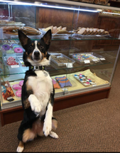 The Bakery Case At Decadent Dogs…For Dogs Only The Bakery Case At Decadent Dogs…For Dogs Only