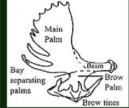Moose Antlers For The Dogs Who Love To Chew! Moose Antlers For The Dogs Who Love To Chew!
