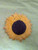 Sandy's sunflowers