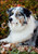 Australian Shepherd  #81059