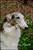 Borzoi  #83174