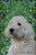 Goldendoodle     #84199