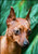 Mini Pinscher  (Min Pin)  #80084