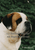 Saint Bernard  #80058