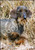 Dachshund, wirehaired