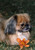 Pekingese