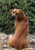 Rhodesian Ridgeback