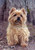 Cairn Terrier, wheat