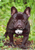 French Bulldog, black