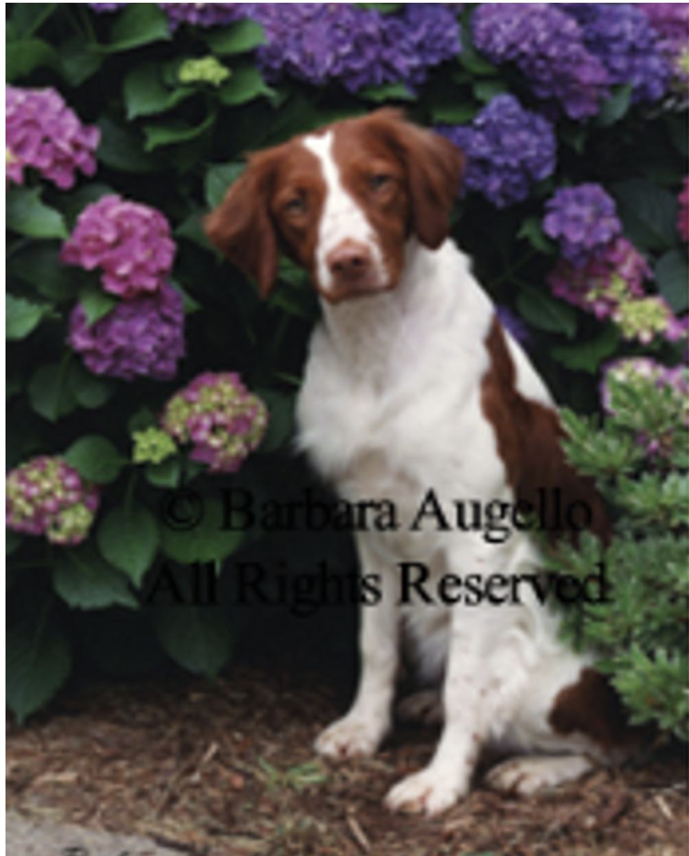 Flags -Large (28" X 40") and Small (12" X 18")