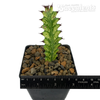 Euphorbia lacei variegata [Small] for sale at East Austin Succulents