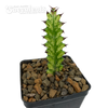 Euphorbia lacei variegata [Small] for sale at East Austin Succulents