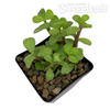Portulacaria afra