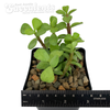 Portulacaria afra